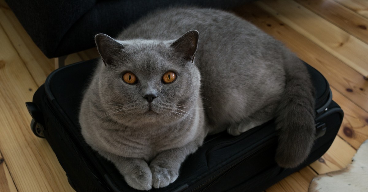 Kidney Disease in Cats: An Owner's Guide